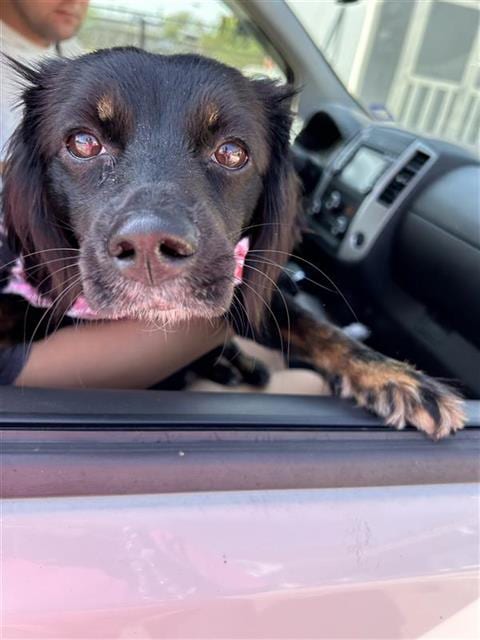 Photo of Sasha, adoptable Flat-coated Retriever in San Antonio, Texas