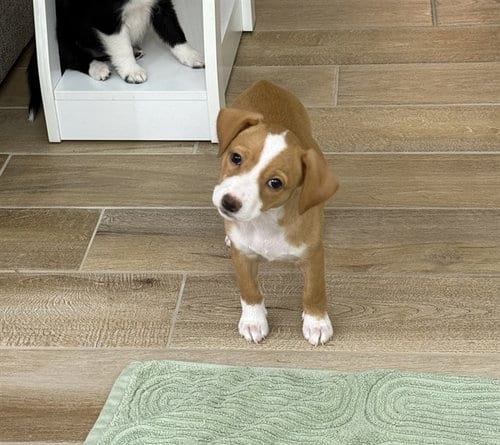 Photo of Mave, adoptable Beagle in Killeen, Texas