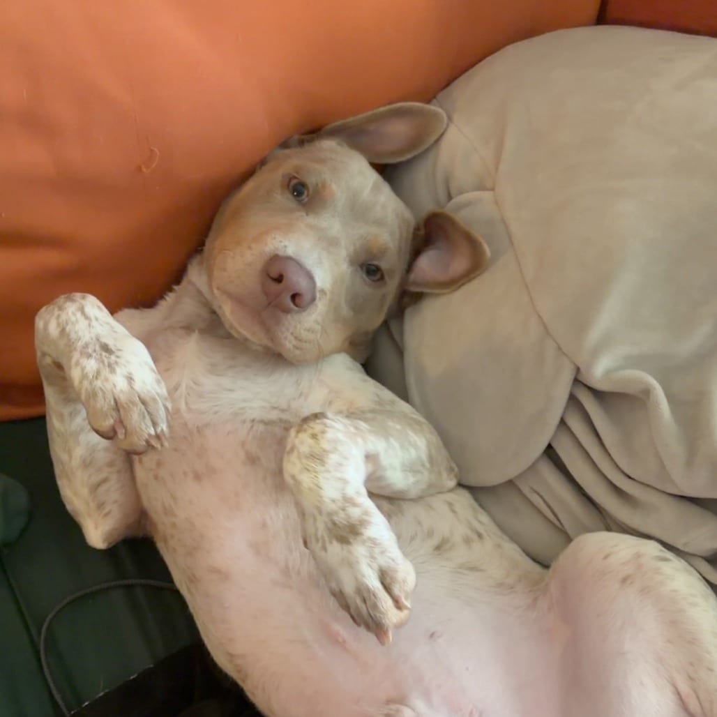 Photo of Tanker (Fire Pup), adoptable Mixed Breed (Medium) in St. Louis, Missouri