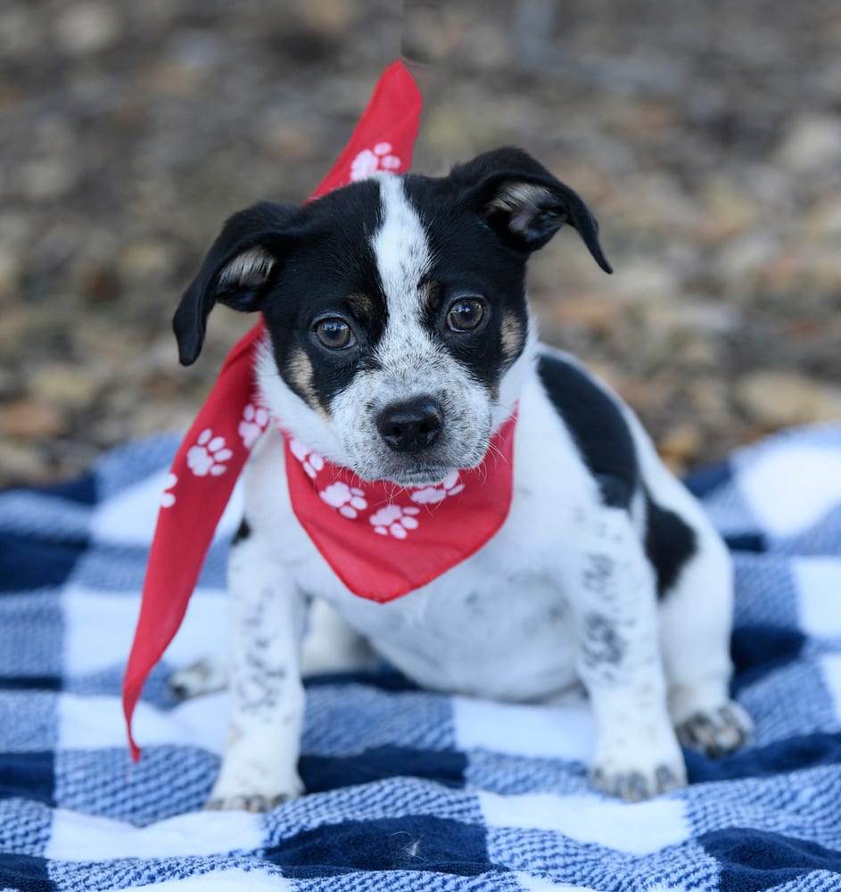 Photo of Tuck, adoptable Terriers (Small) in Dana Point, California