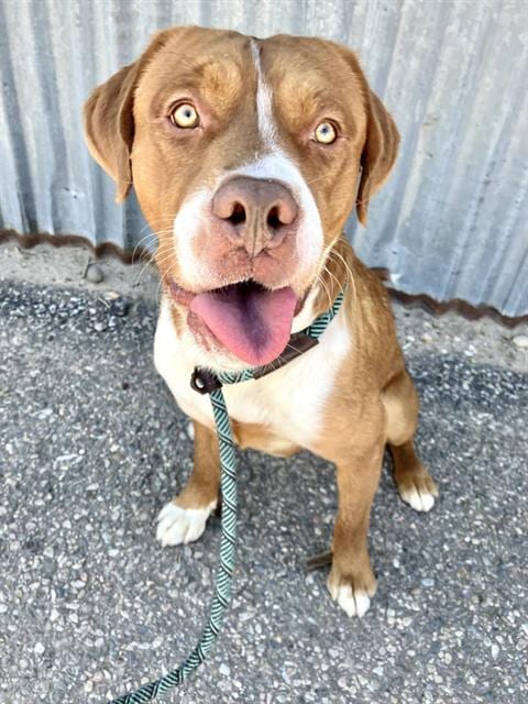 Photo of Russ, adoptable American Pit Bull Terrier in Albuquerque, New Mexico
