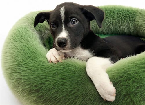 Photo of Hollywood, adoptable Siberian Husky in Ft Lauderdale, Florida