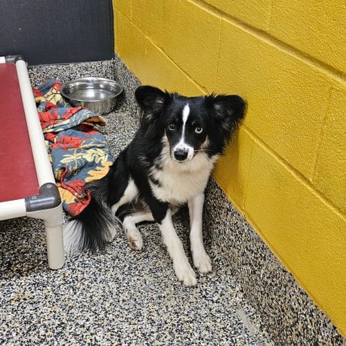 Photo of Nutcracker, adoptable Chihuahua in Metairie, Louisiana