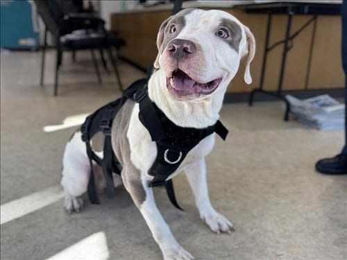 Photo of Rex, adoptable Pit Bull Terrier in San Pedro, California