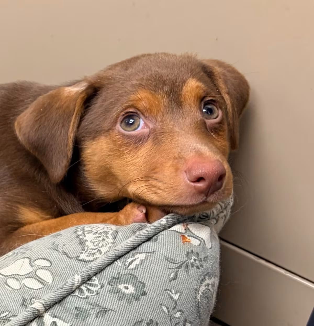 Photo of Nugget, adoptable Mixed Breed (Medium) in Batesville, Arkansas