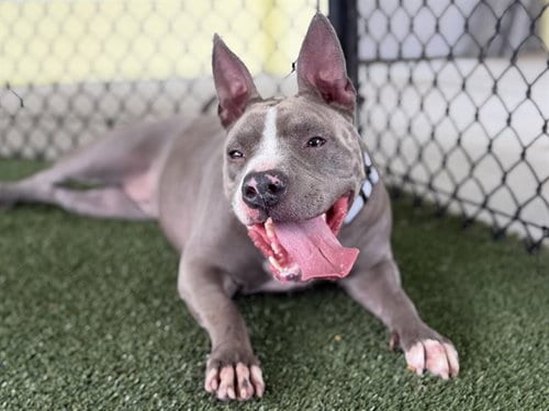Photo of Dolly, adoptable American Staffordshire Terrier in Tavares, Florida
