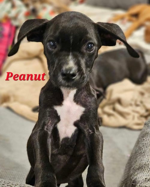 Photo of Peanut - Nut Litter, adoptable Labrador Retriever in Sheboygan, Wisconsin