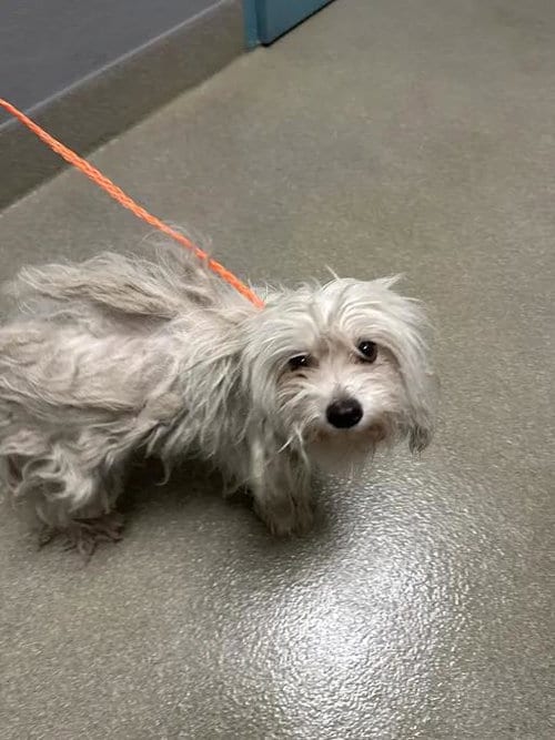 Photo of Dolly, adoptable Terrier in Las Vegas, Nevada