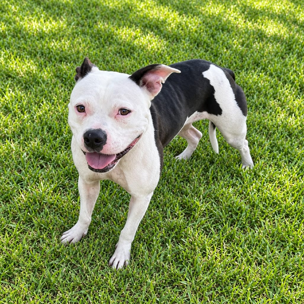 Photo of Trixie, adoptable Terrier, Pit Bull in Fort Pierce, Florida