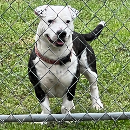 Photo of Axel Hope, adoptable Terrier in Yardley, Pennsylvania
