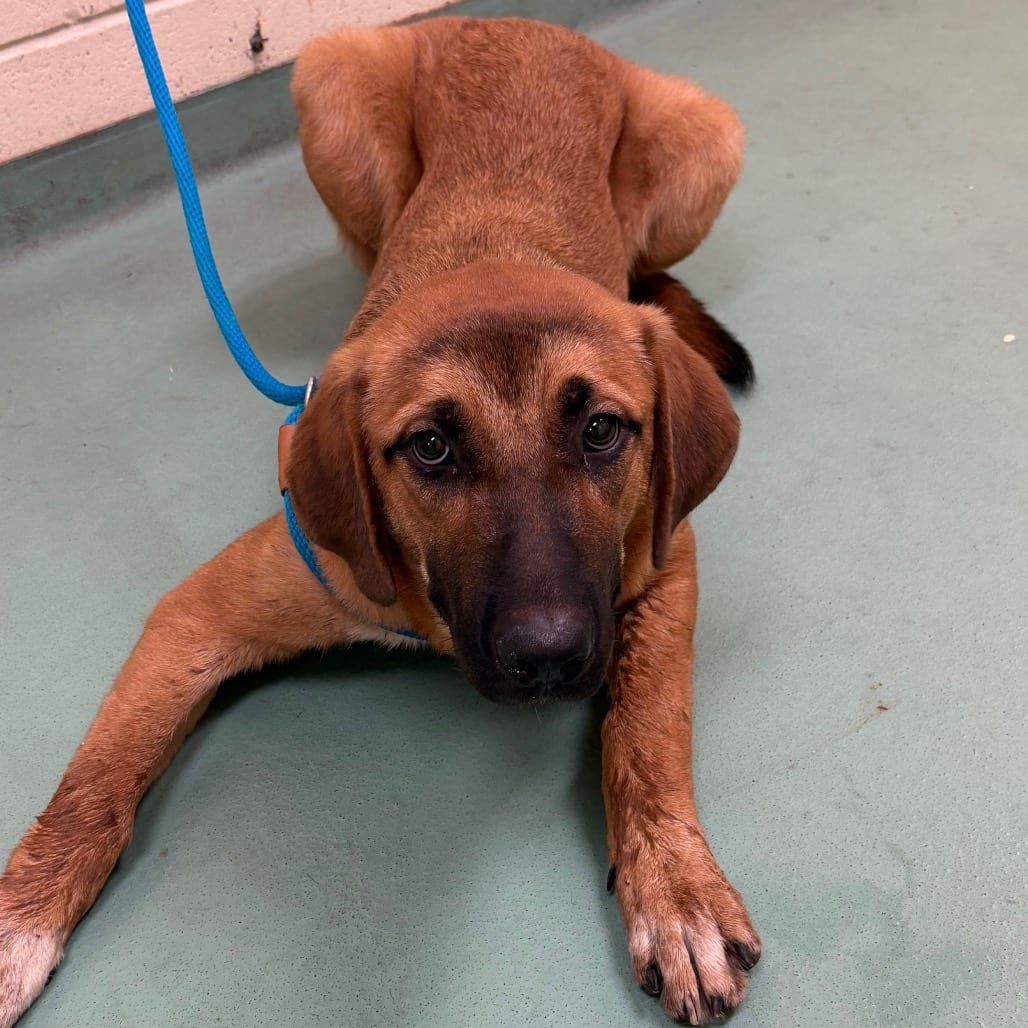 Photo of Pegasus, adoptable dog