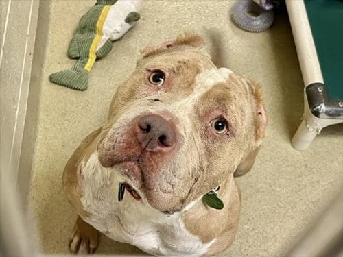 Photo of Moana, adoptable American Pit Bull Terrier in Chapel Hill, North Carolina