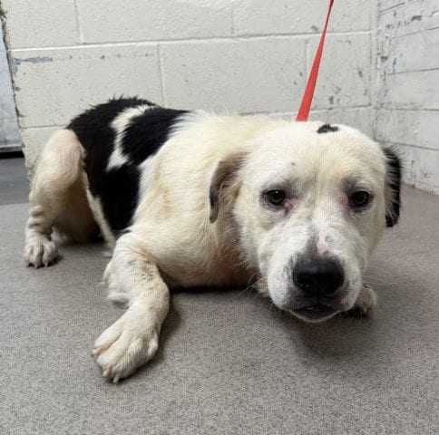 Photo of Bingo, adoptable Australian Shepherd in San Bernardino, California