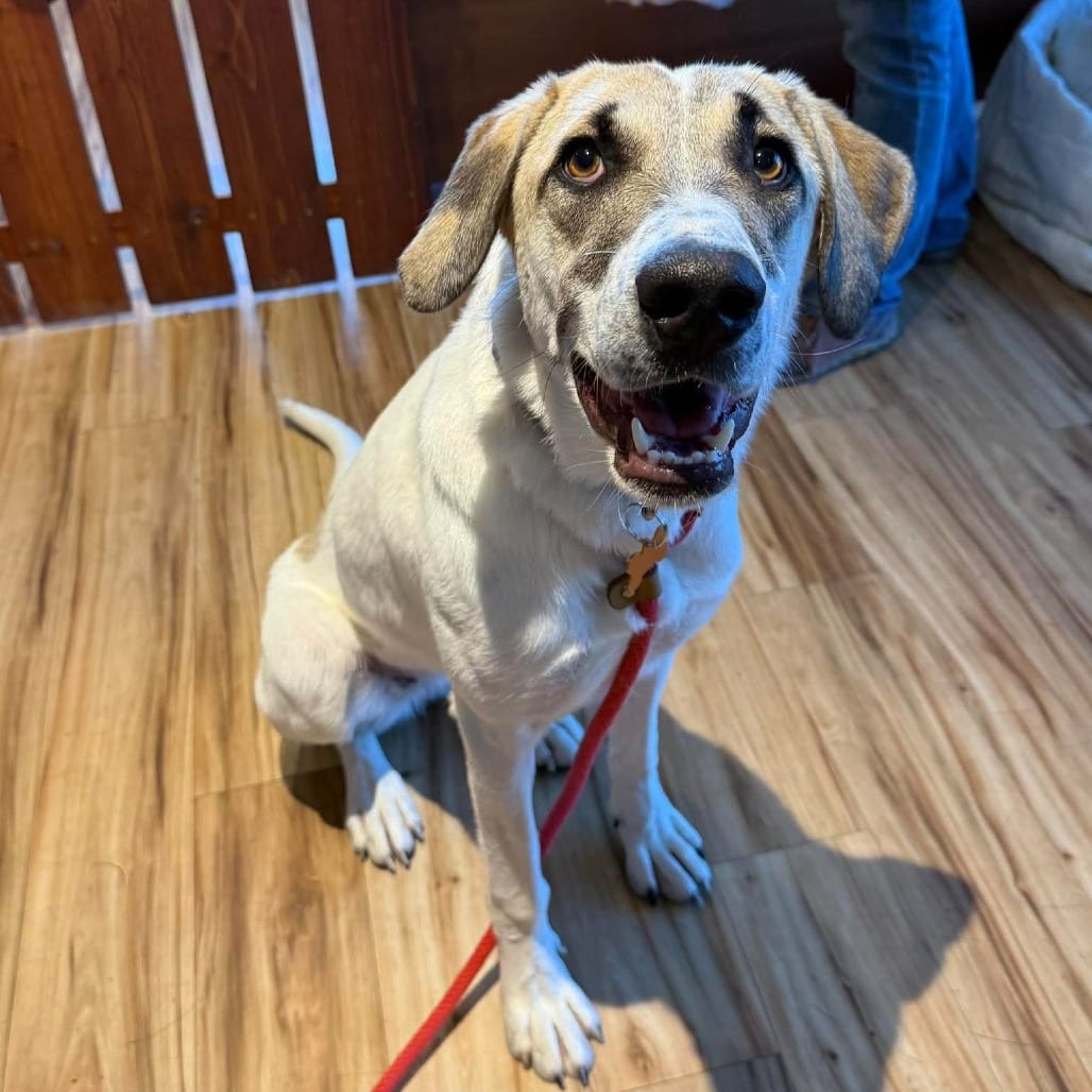 Photo of Maru (Just arrived from Armenia!), adoptable Mixed Breed (Large) in Bend, Oregon