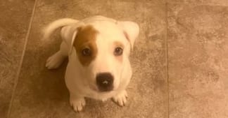 Photo of Dahlia, adoptable Hound in garner, North Carolina