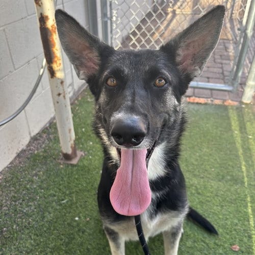 Photo of Mouse, adoptable German Shepherd Dog in Phoenix, Arizona