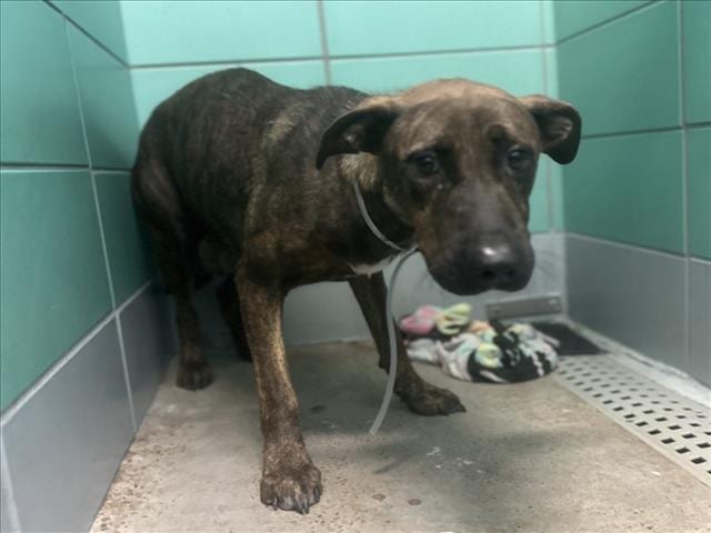 Photo of Brynn, adoptable Staffordshire Bull Terrier mix in Houston, Texas