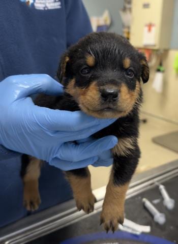Photo of Tequila, adoptable Doberman Pinscher in Riverside, California