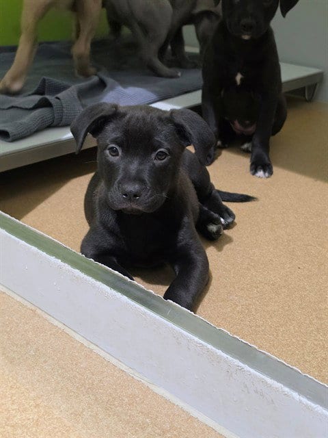Photo of Lenore, adoptable Pit Bull Terrier in St Peters, Missouri