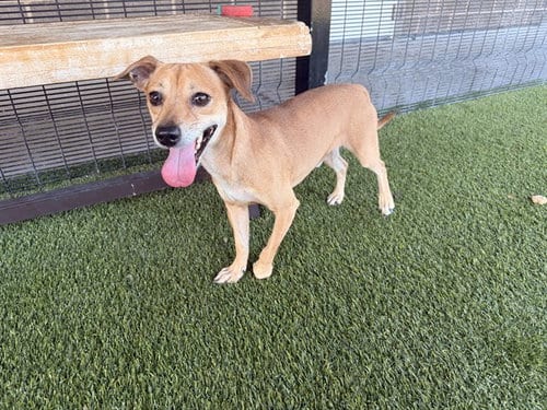 Photo of Tuck, adoptable Chihuahua in Garland, Texas