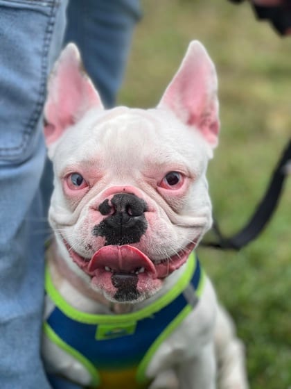 Photo of Brooklyn (with Peanut), adoptable Bulldog, French in Annapolis, Maryland