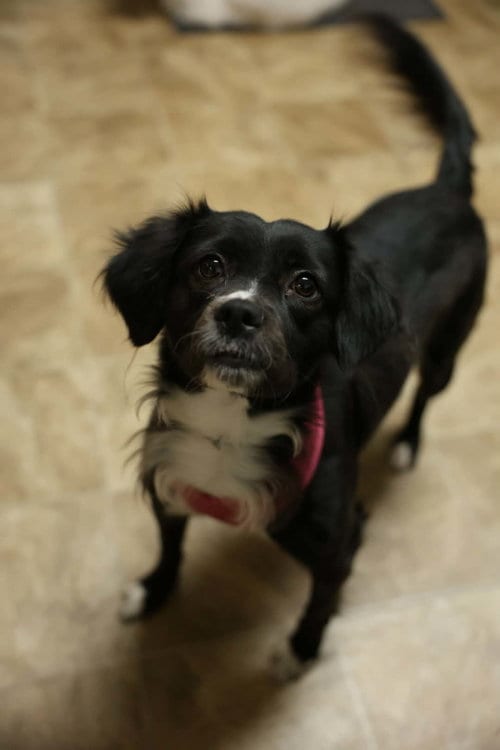 Photo of Oreo, adoptable Border Terrier in Westminster, Maryland