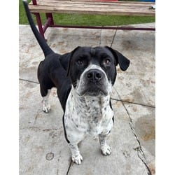 Photo of Mc Flurry, adoptable Terrier (Unknown Type, Medium) in Doral, Florida