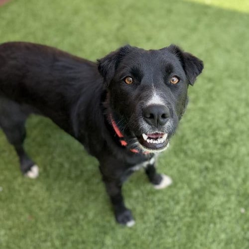 Photo of Clara, adoptable Labrador Retriever in San Diego, California