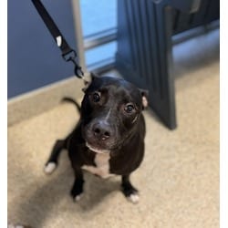 Photo of Oreo, adoptable Terrier (Unknown Type, Medium) in Doral, Florida