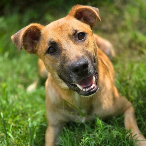 Photo of Vincent, adoptable Black Mouth Cur in Anniston, Alabama