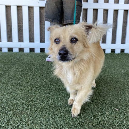 Photo of A614162, adoptable Papillon in Modesto, California