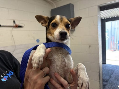 Photo of Mozzy, adoptable Chihuahua in San Bernardino, California