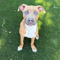 Photo of Scoot 2375, adoptable Mixed Breed (Medium) in Loxahatchee, Florida