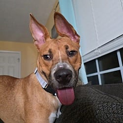 Photo of Sheila, adoptable Australian Cattle Dog in Baltimore, Maryland