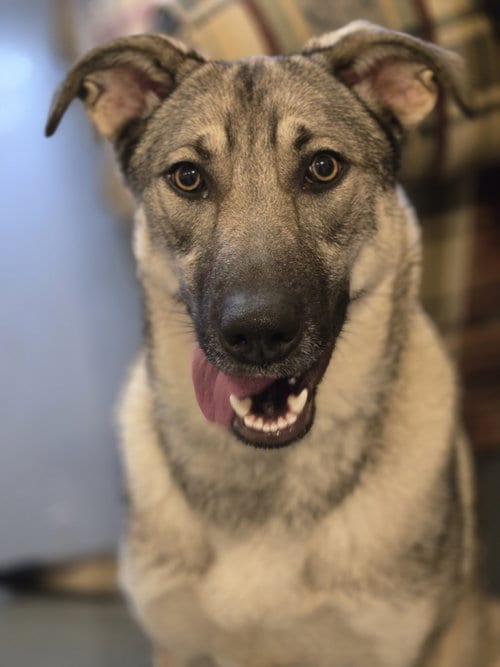 Photo of Moxie, adoptable Shepherd in Boston, Kentucky