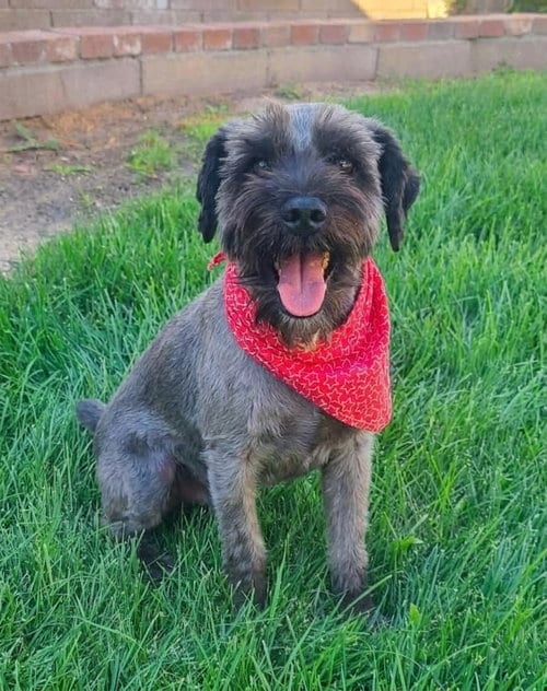 Photo of Raz, adoptable Schnauzer in Genesee, Wisconsin