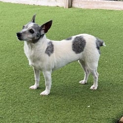 Photo of Lila 6128, adoptable Jack Russell Terrier Mixed Breed (Medium) in Loxahatchee, Florida