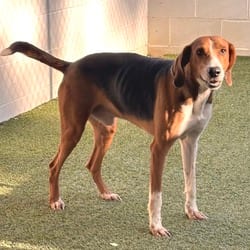 Photo of Nash 6539, adoptable Coonhound in Loxahatchee, Florida