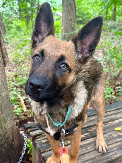 Photo of Clyde, adoptable Belgian Malinois/German Shepherd in Annapolis, Maryland