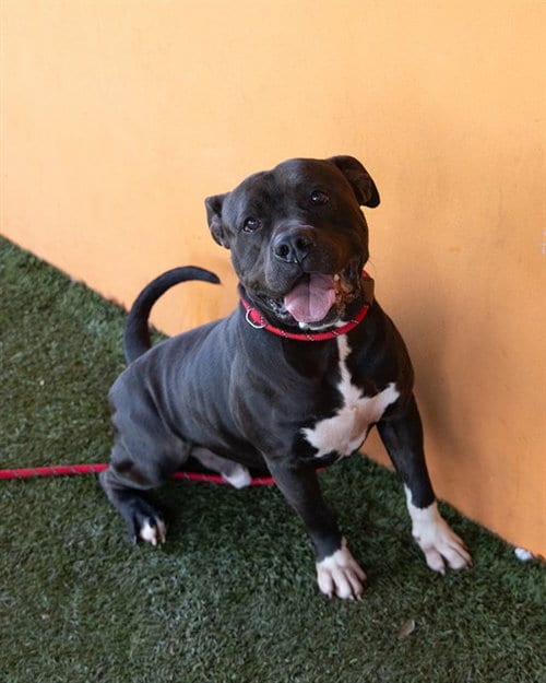 Photo of Cash, adoptable American Bulldog in Miami, Florida