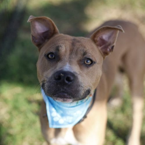 Photo of Henry, adoptable American Staffordshire Terrier in San Antonio, Texas
