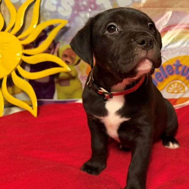 Photo of Po, adoptable Rottweiler / Terrier, Pit Bull in Normal, Illinois