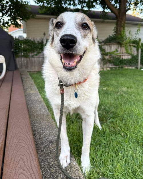 Photo of Ms. Lady the Great Pyrenees, adoptable Great Pyrenees in Boonton, New Jersey