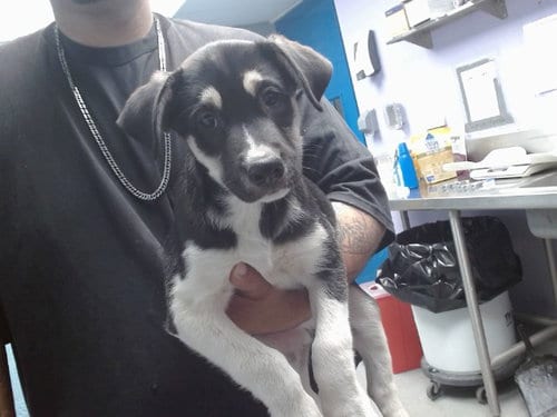 Photo of Kendall, adoptable Husky in Albuquerque, New Mexico
