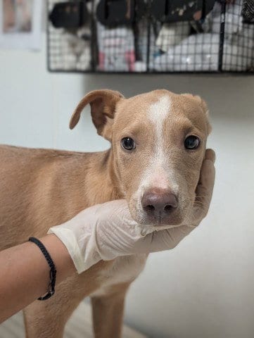 Photo of Pup 12, adoptable Pit Bull Terrier in Bakersfield, California