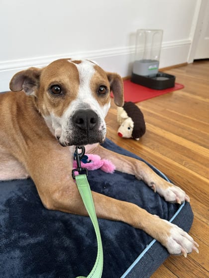 Photo of Ivonne, adoptable dog in Chamblee, Georgia