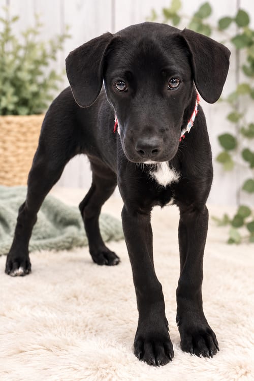 Photo of Macy, adoptable Labrador Retriever in Nashville, Tennessee