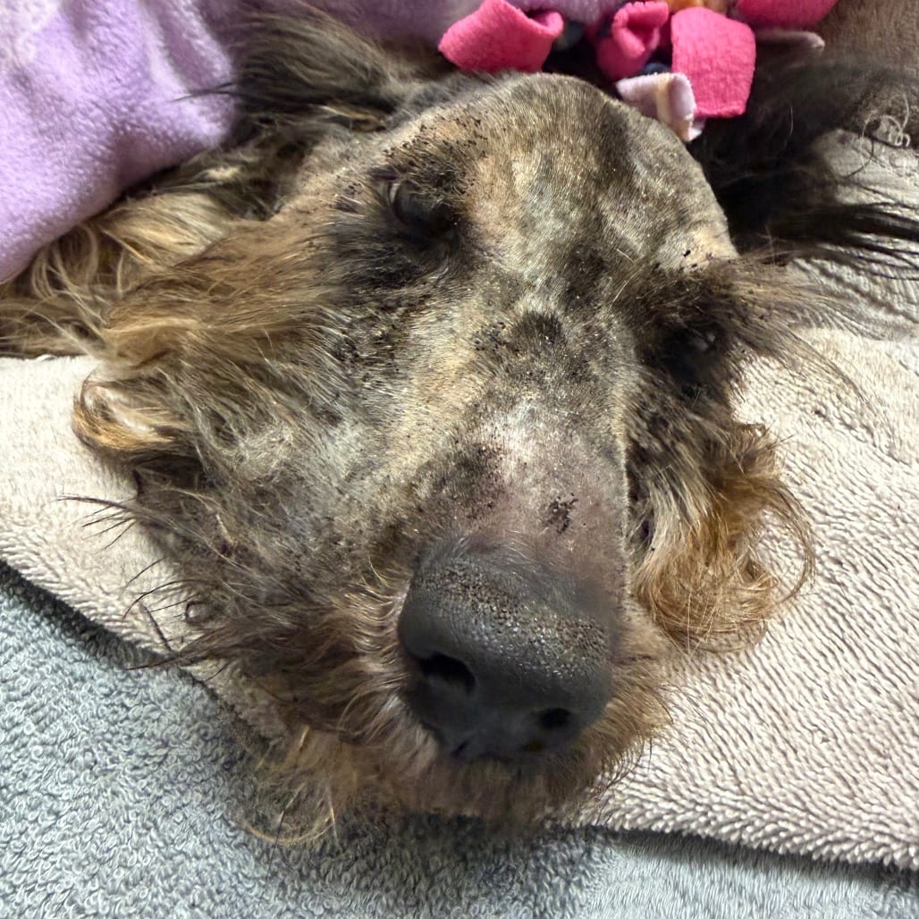 Photo of Shagg, adoptable Mixed Breed (Medium) in Winfield, West Virginia