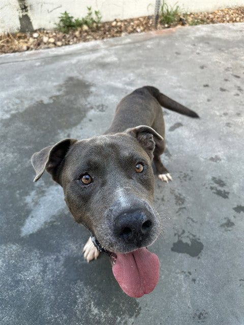 Photo of Logan, adoptable American Bulldog in Miami, Florida