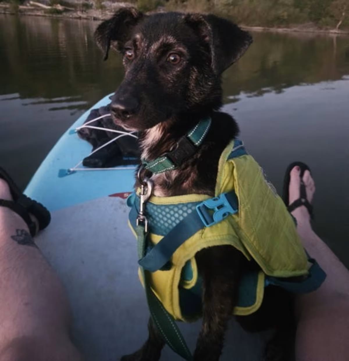 Photo of Lollypop, adoptable Dutch Shepherd in Louisville, Kentucky